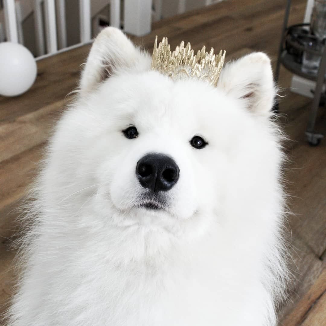 Большая пушистая собака порода