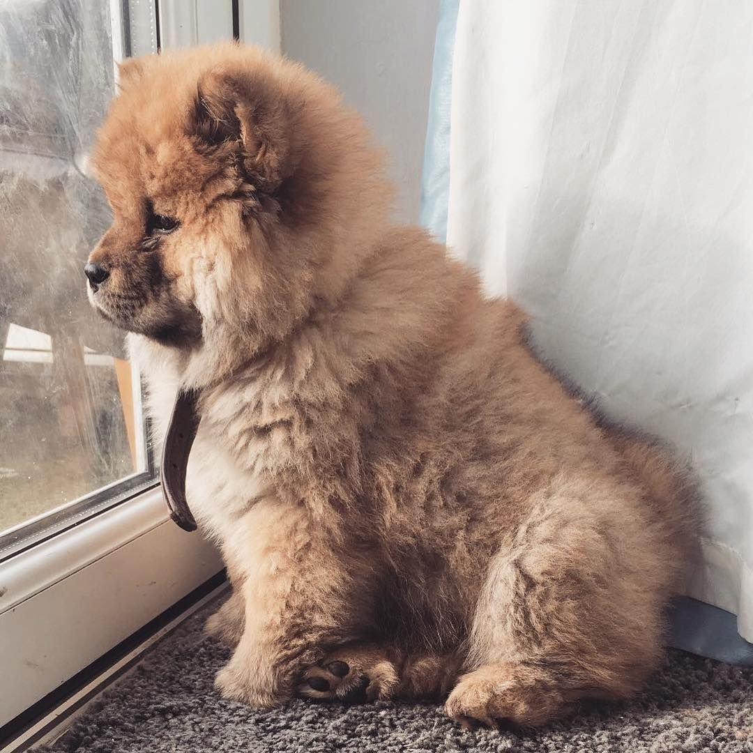 Чау чау рыжий