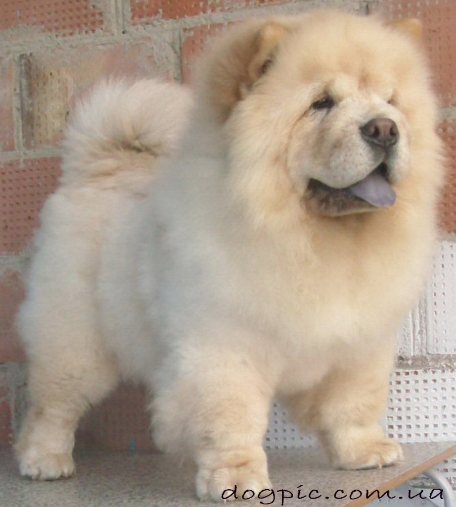 Чау чау щенок