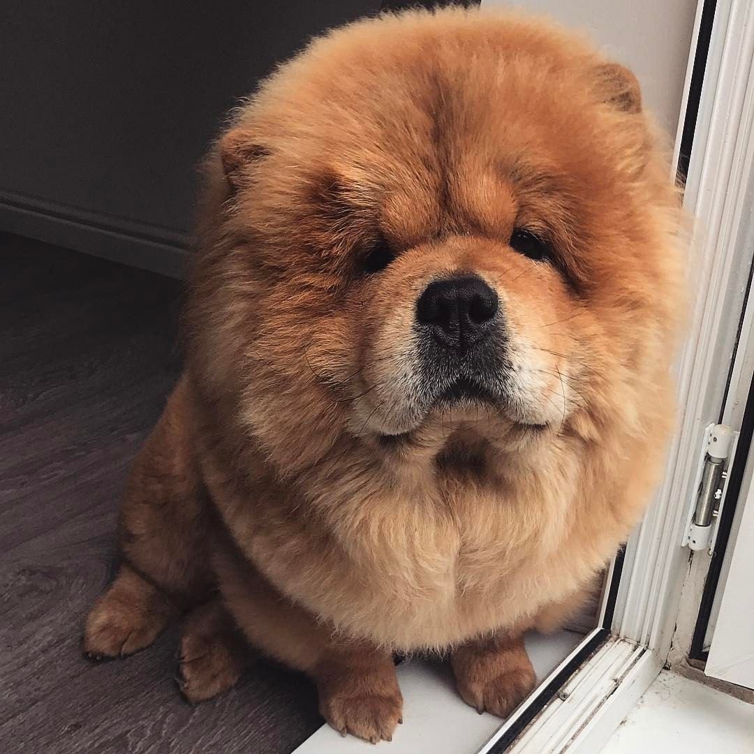 Чао-Чао собака