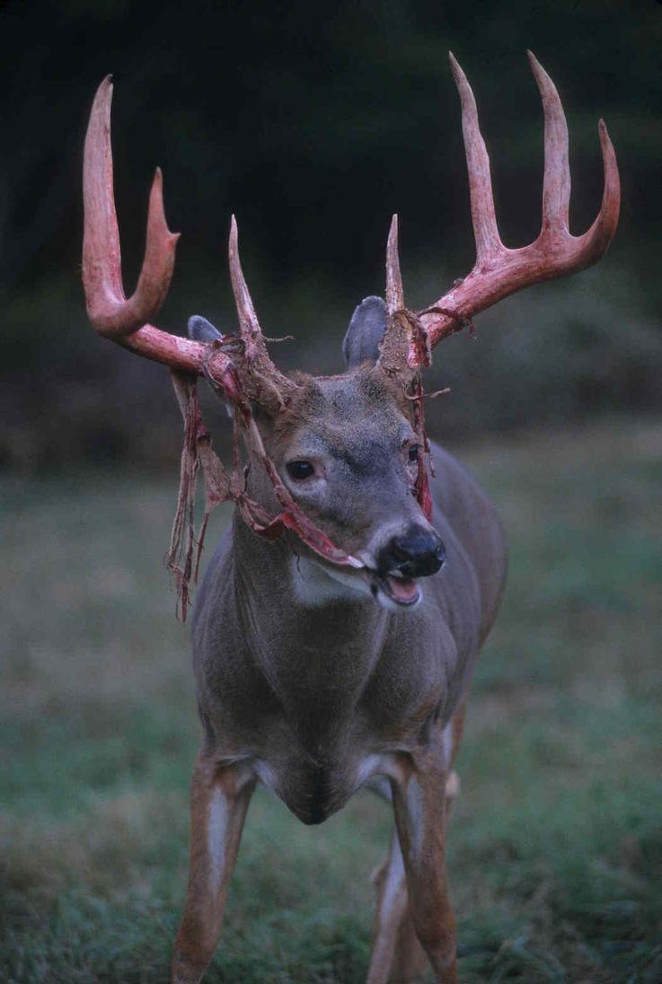 Оленьи рога