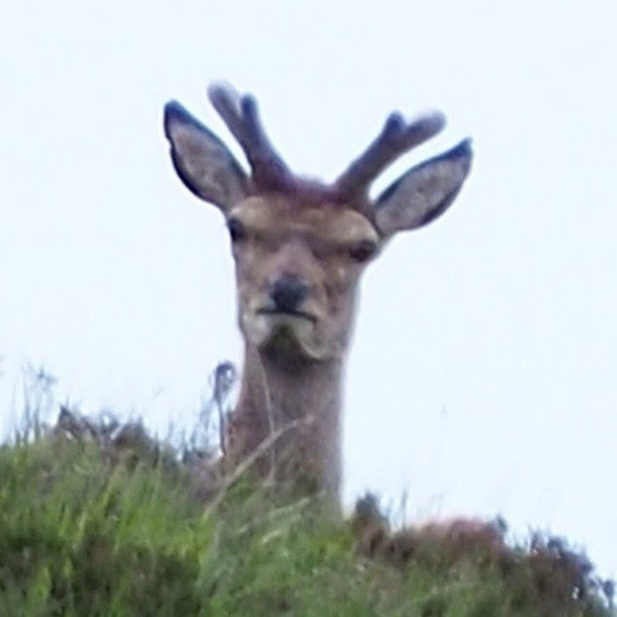 Тупой олень