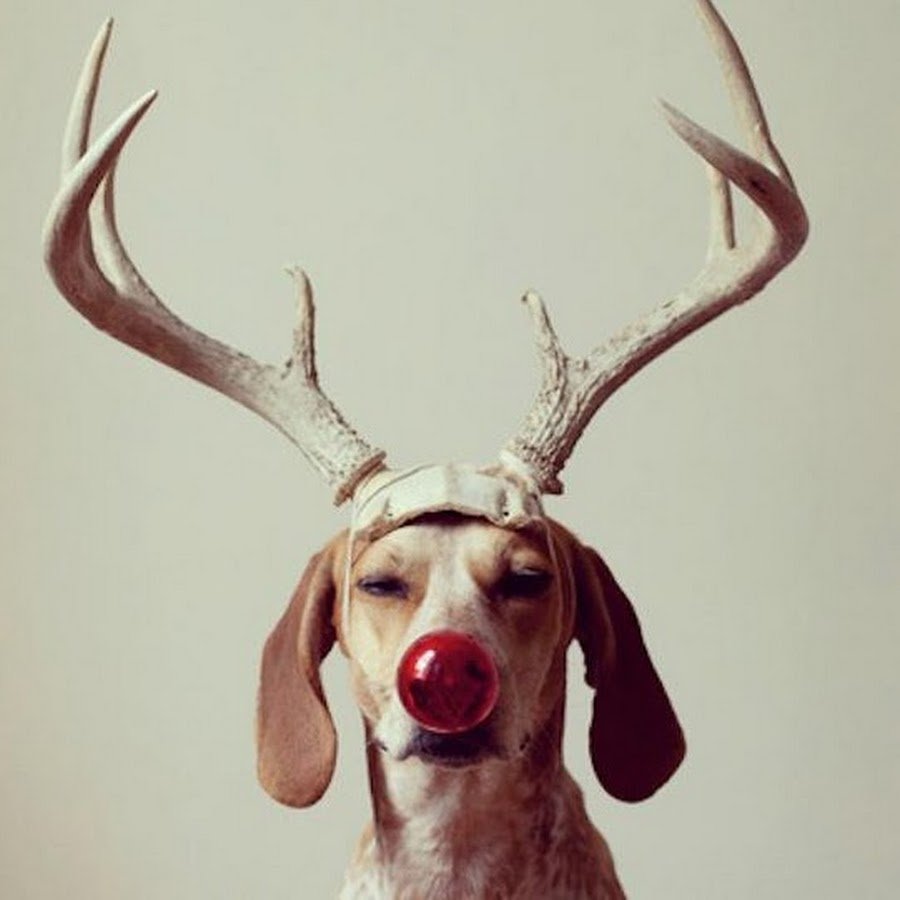 Смешной олень