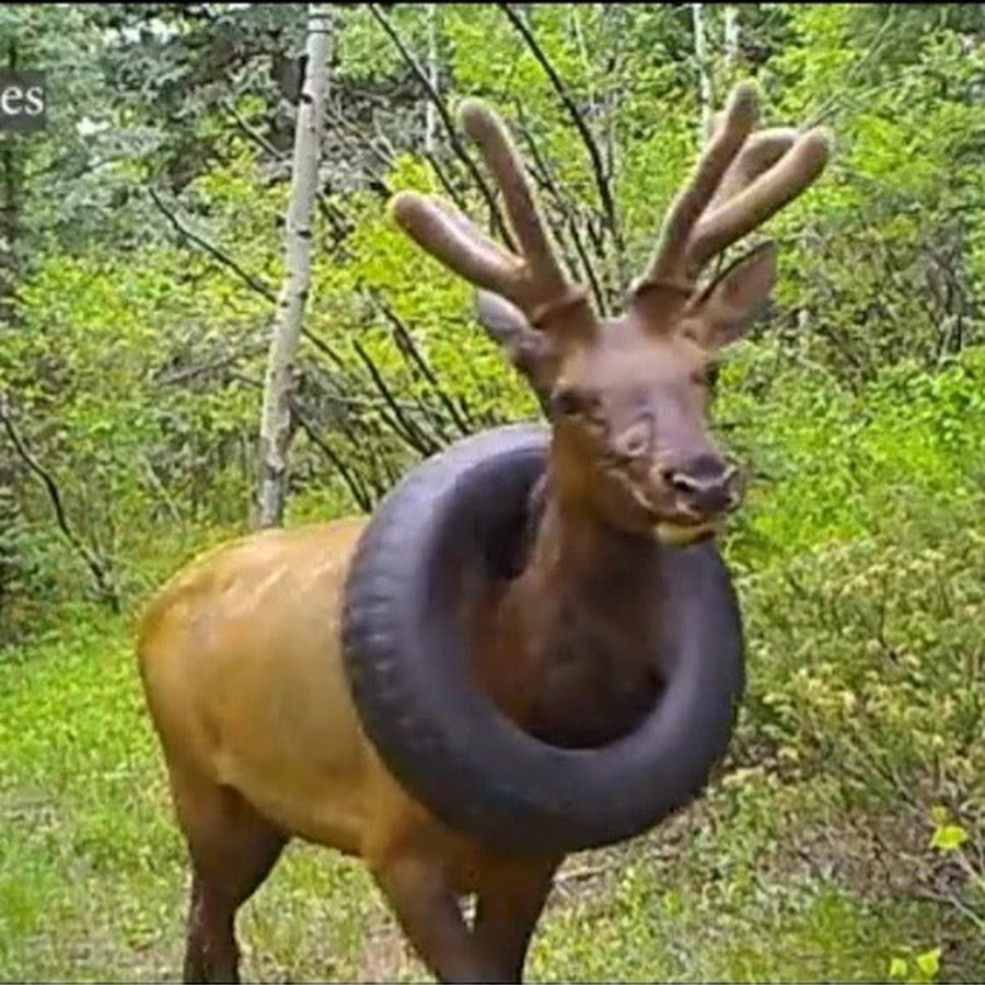 Лось с шиной на шее