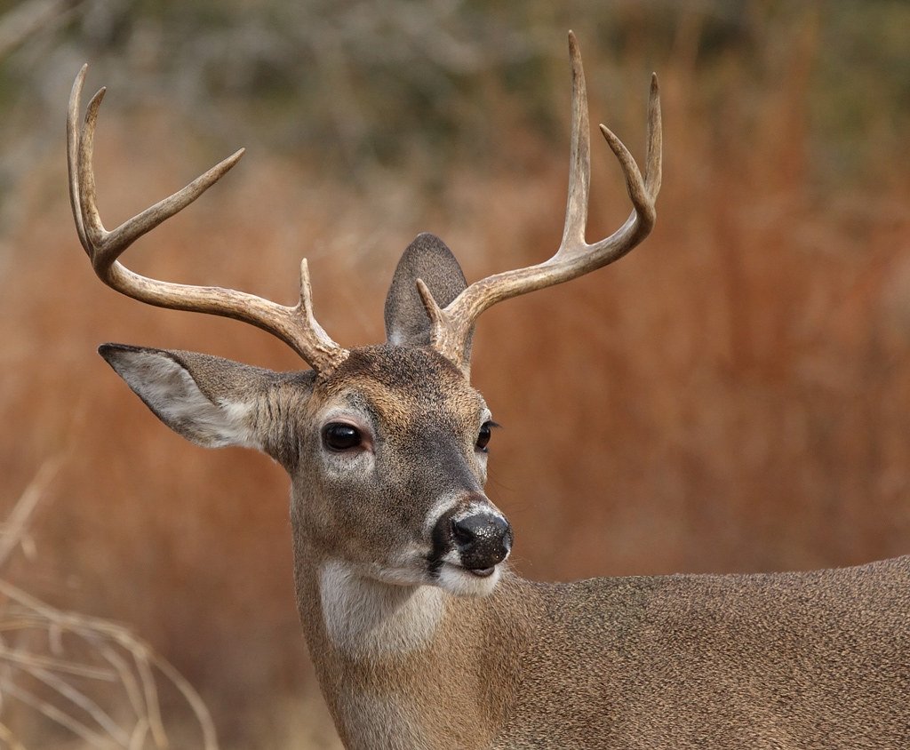 Тупой олень
