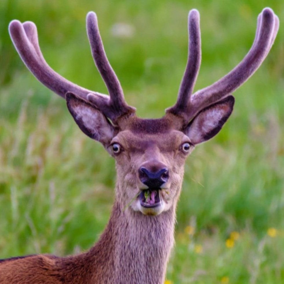 Морда оленя