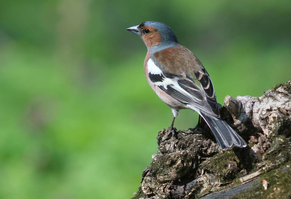 Копетдагский Зяблик