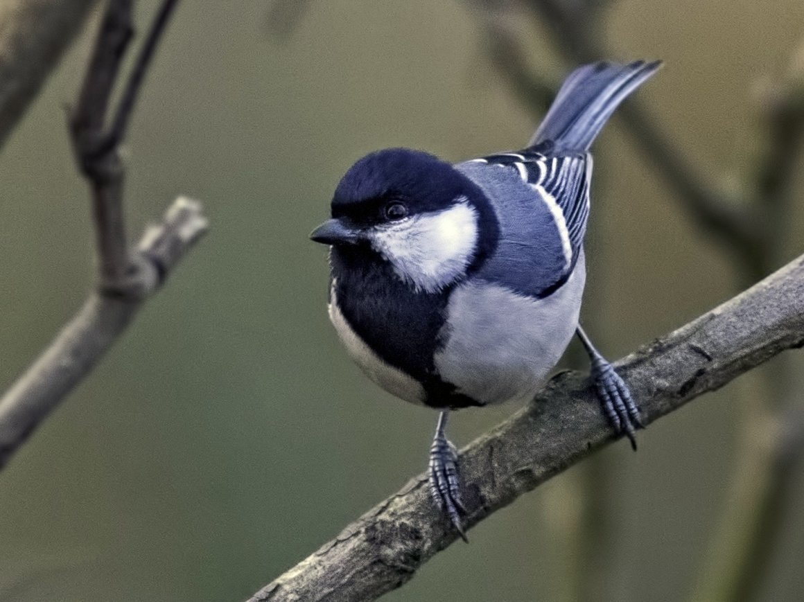 Птичка синичка серая