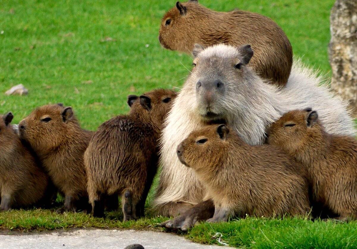 Грызун капибара