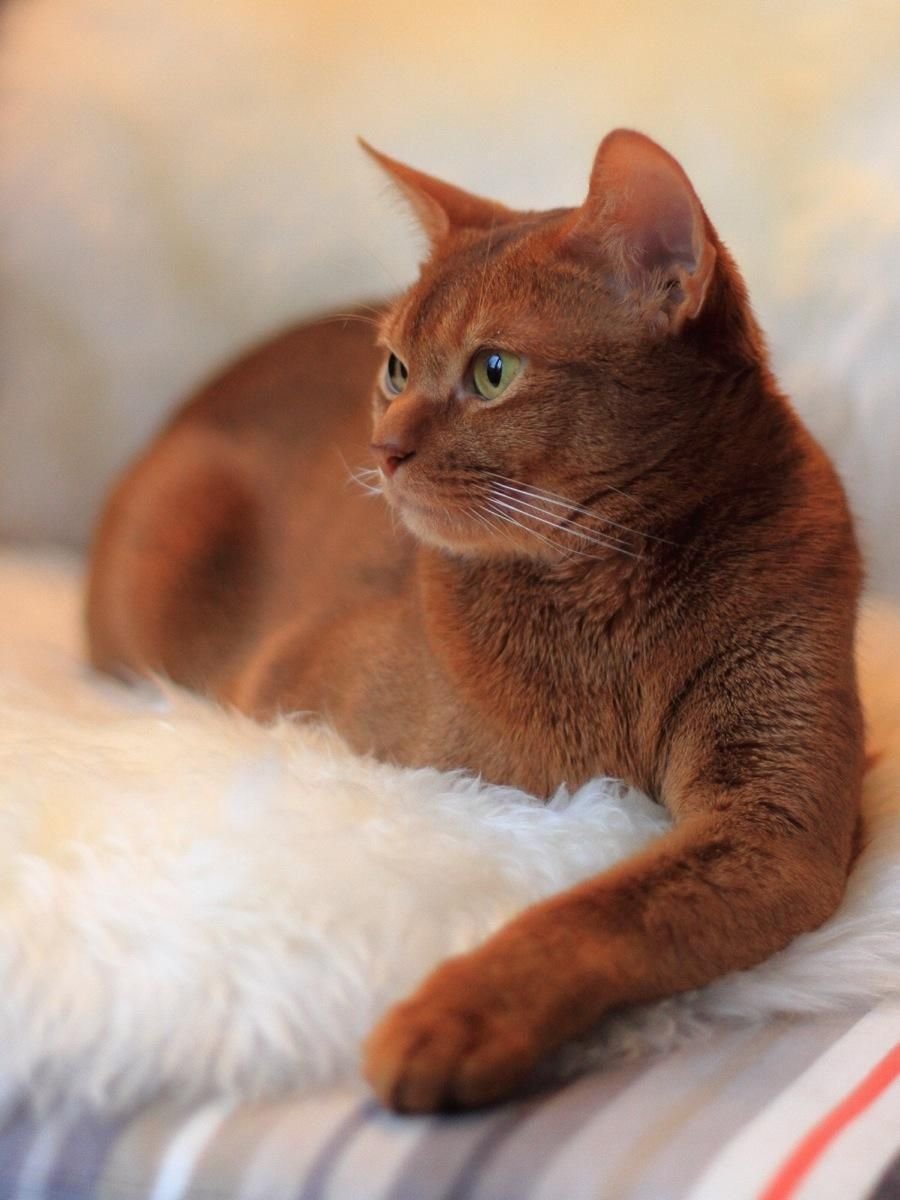 Рыже коричневый кот