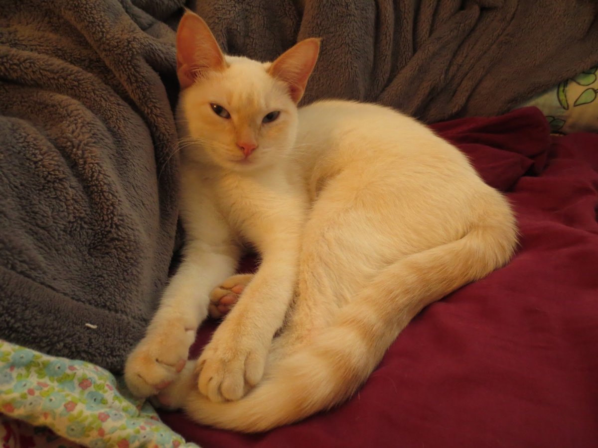 Тайская кошка ред Пойнт котенок