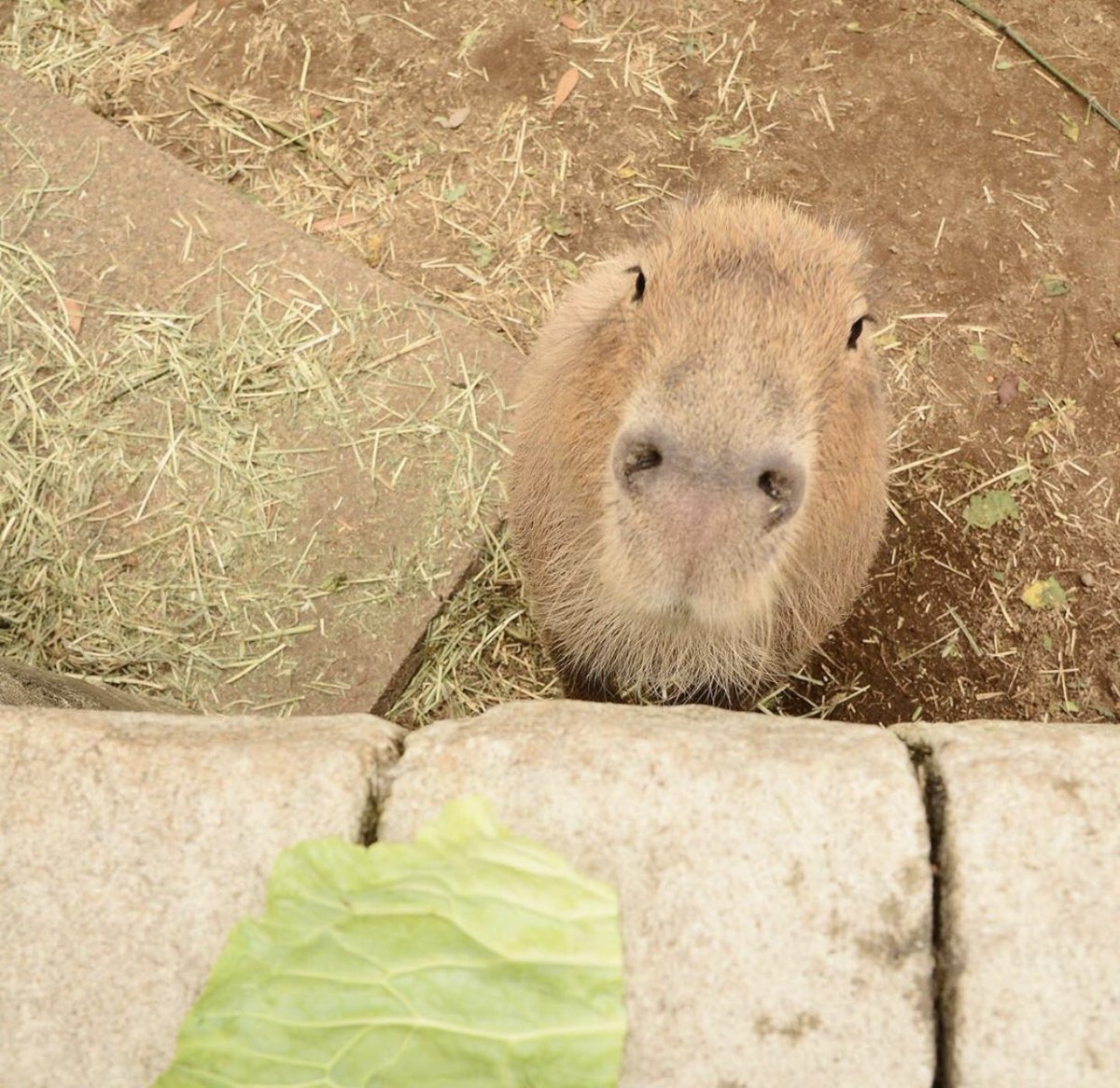 Капибара Эстетика