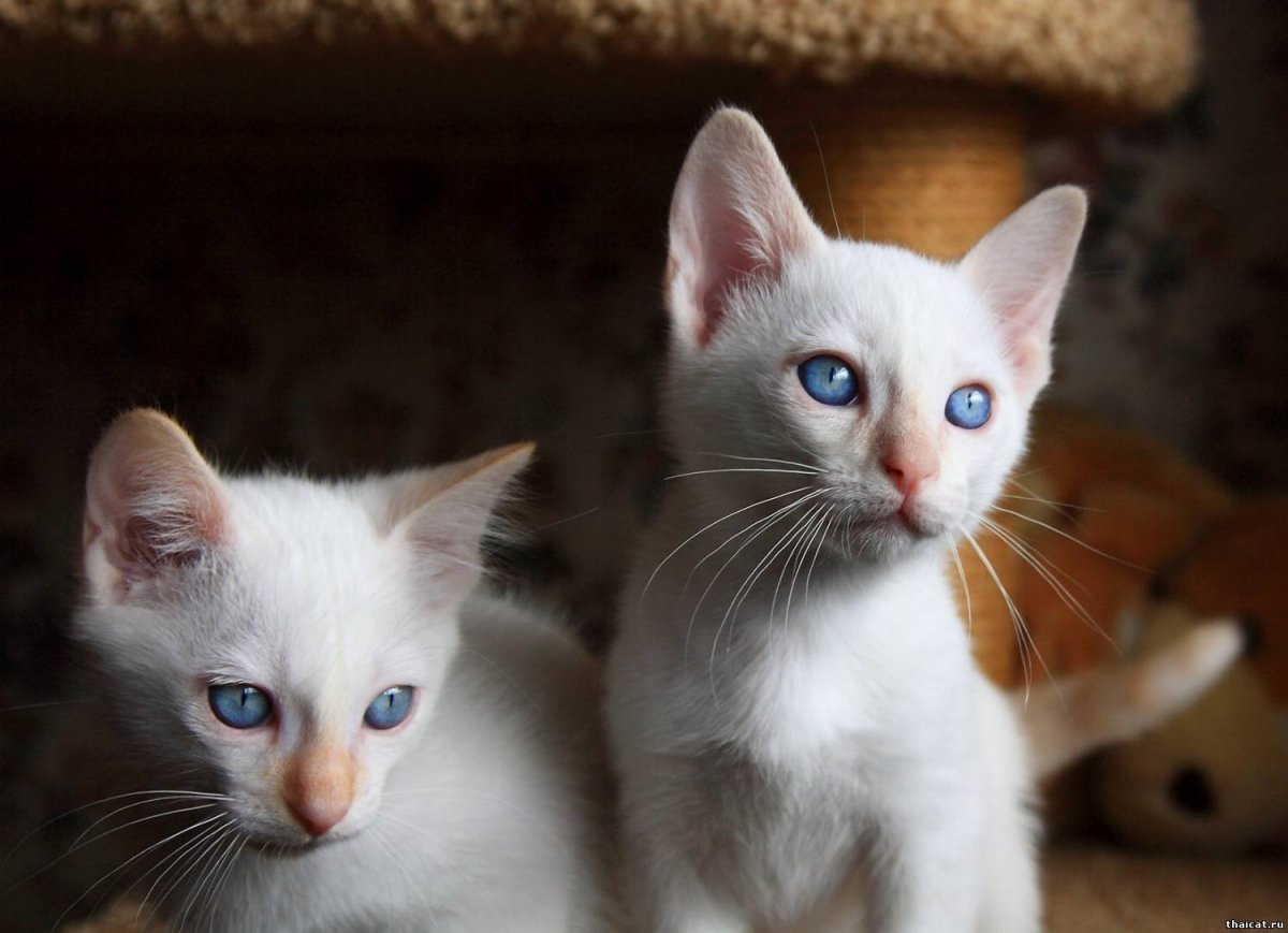 Сиамская кошка ред Пойнт