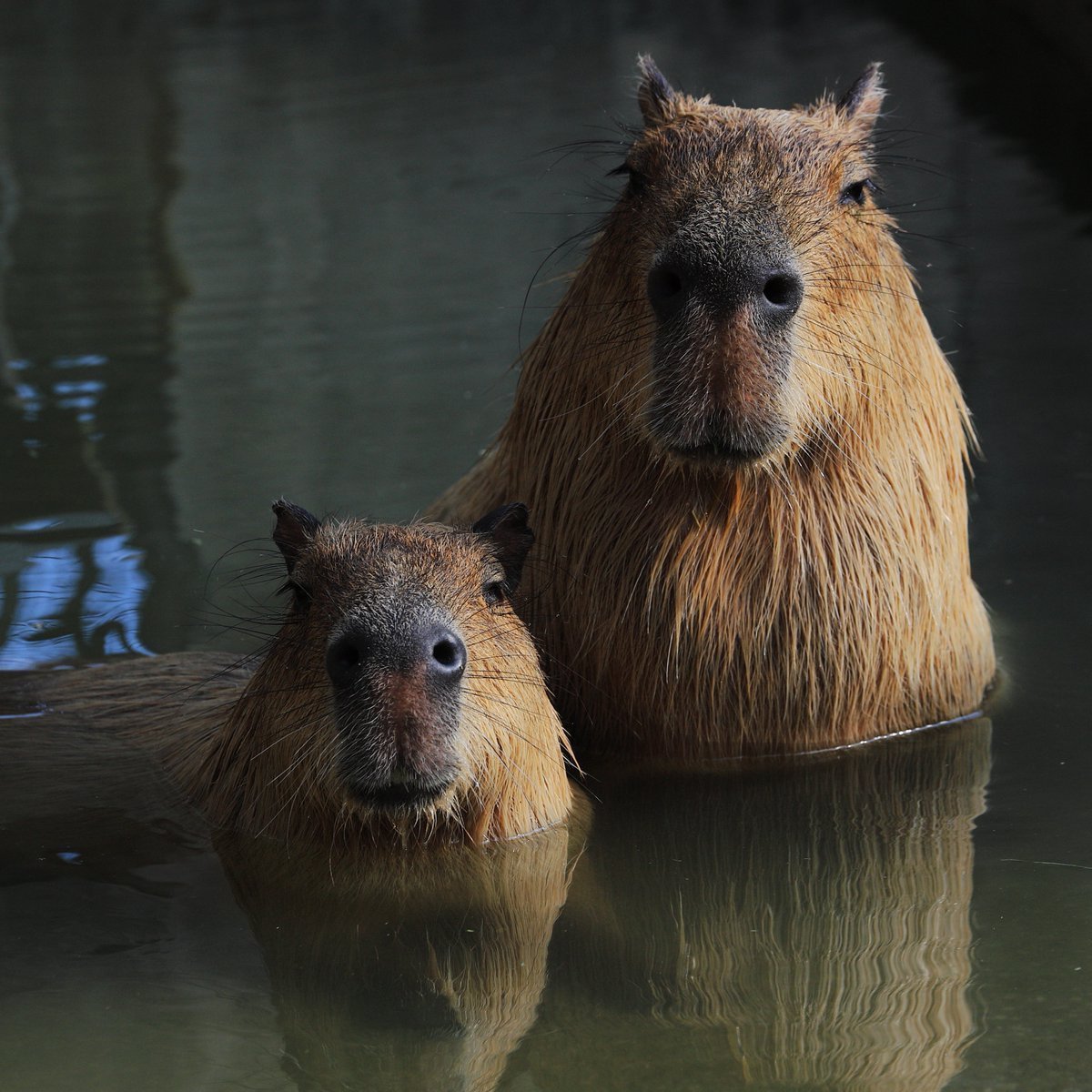 Капибара малыш