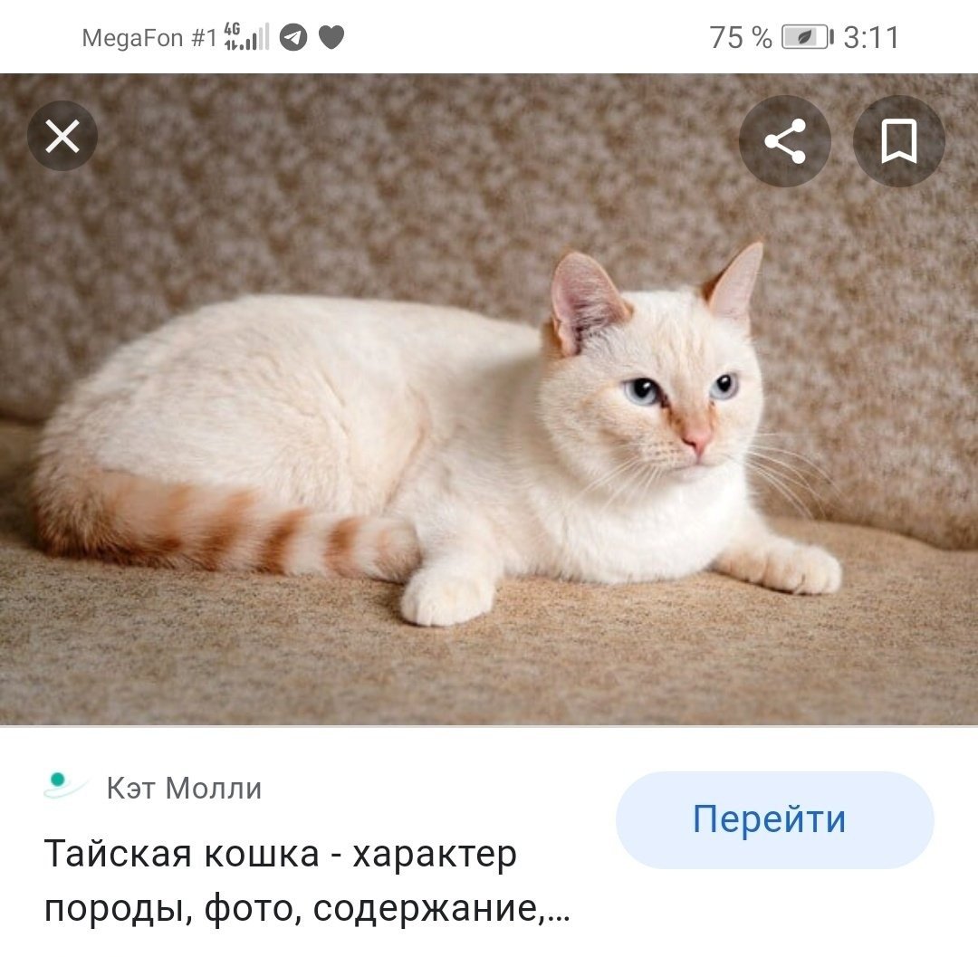 Ред тебби Пойнт тайская