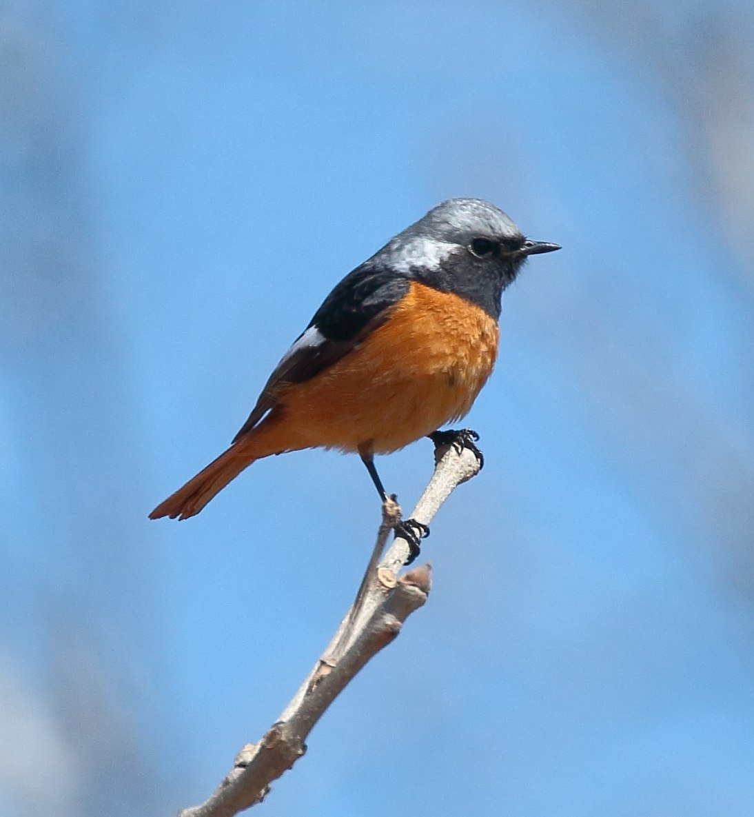 Сойка горихвостка