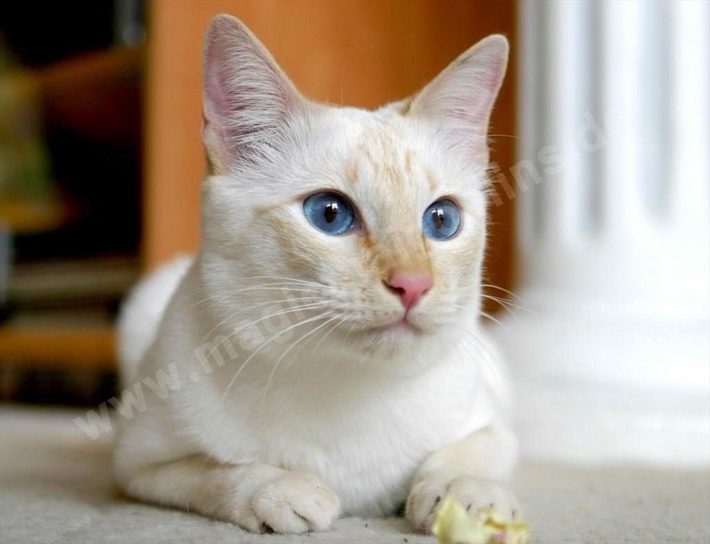 Сиамская кошка ред Пойнт