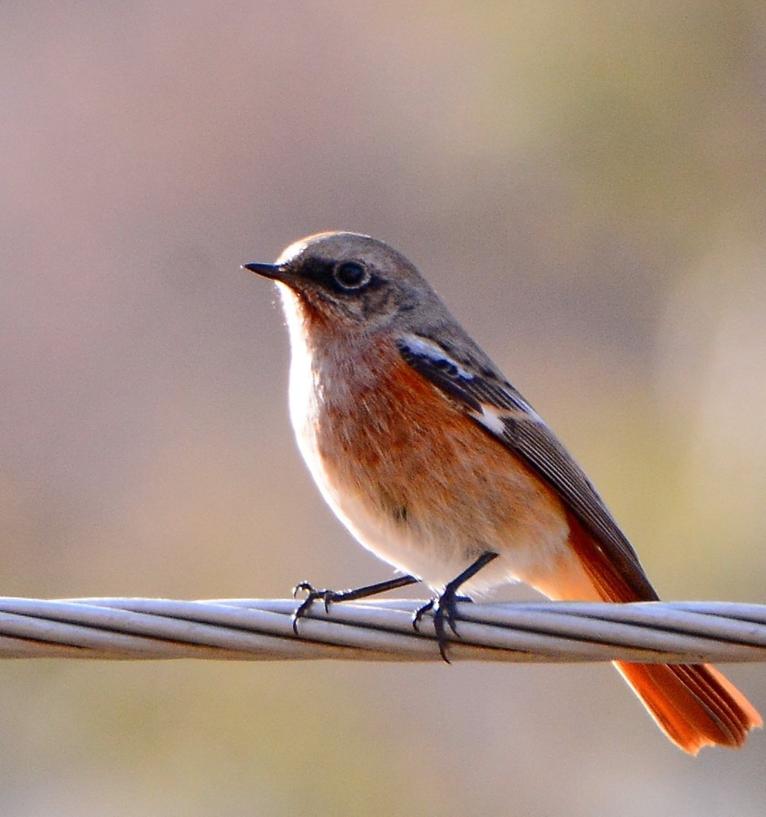 Зарянка горихвостка