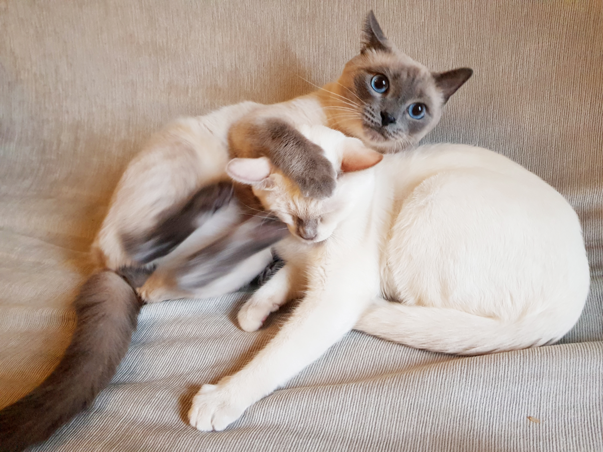 Тайский кот пушистый