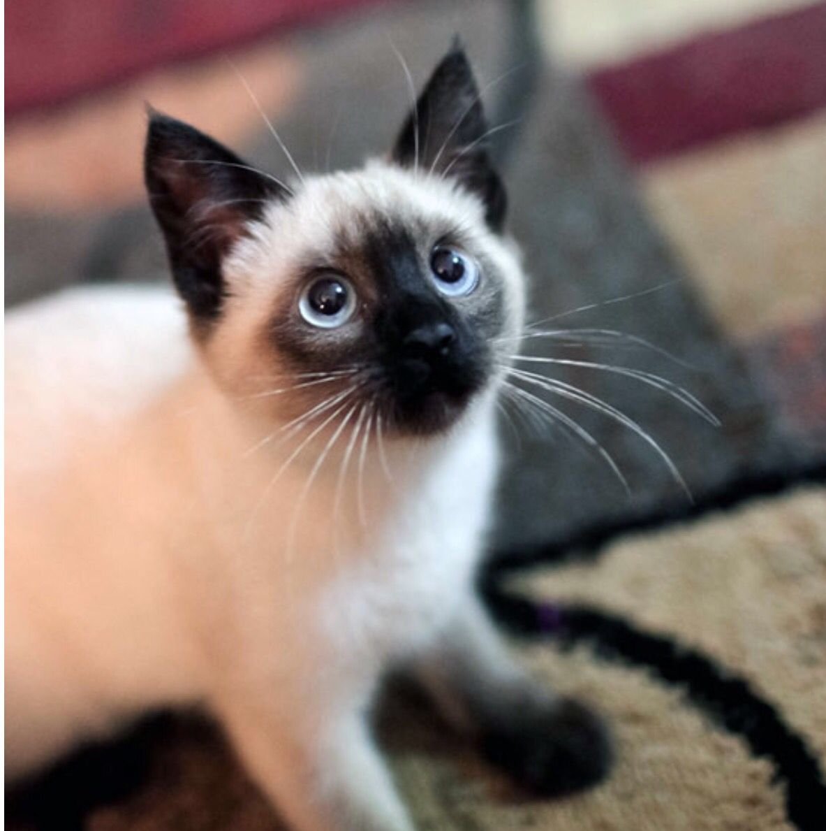 Сиамская порода кошек