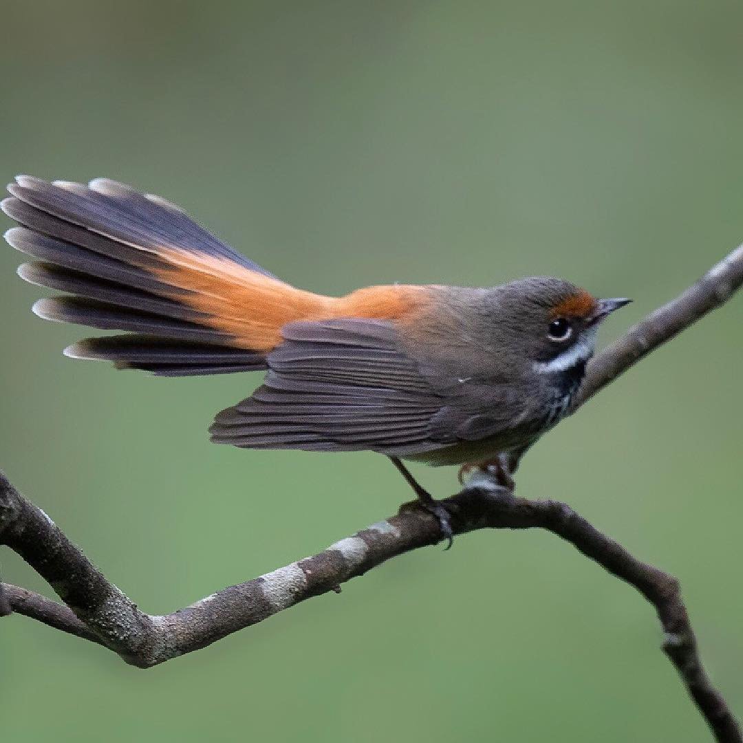 Горихвостка лысушка Чернушка