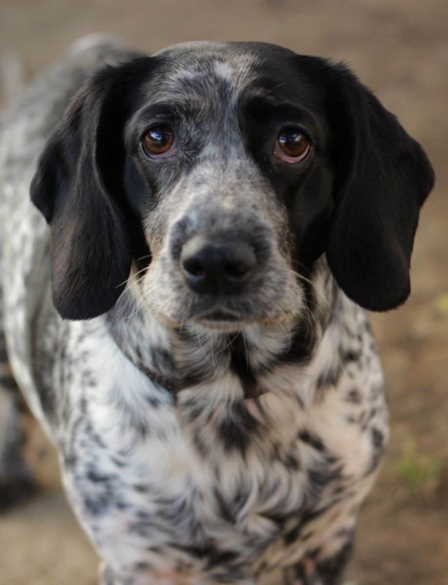 Гончая вислоухая