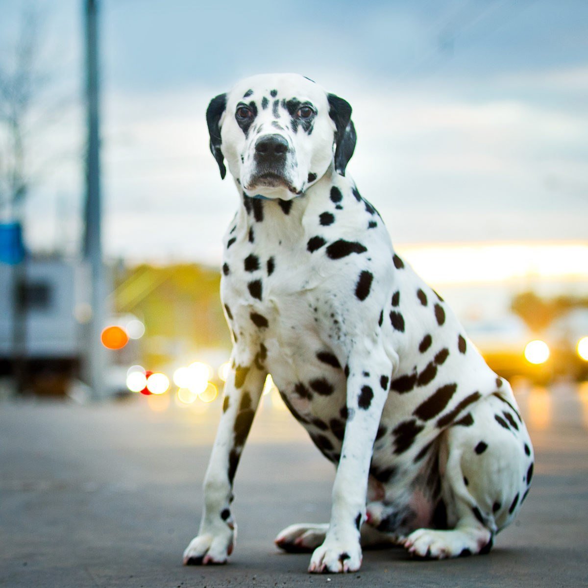 Далматин, щенок