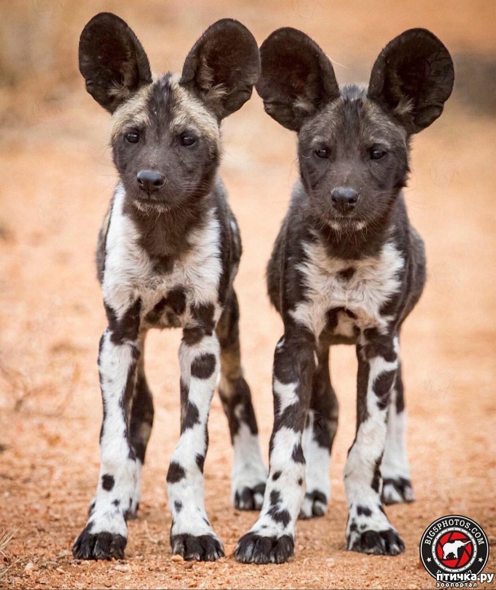 Африканская гиеновая собака