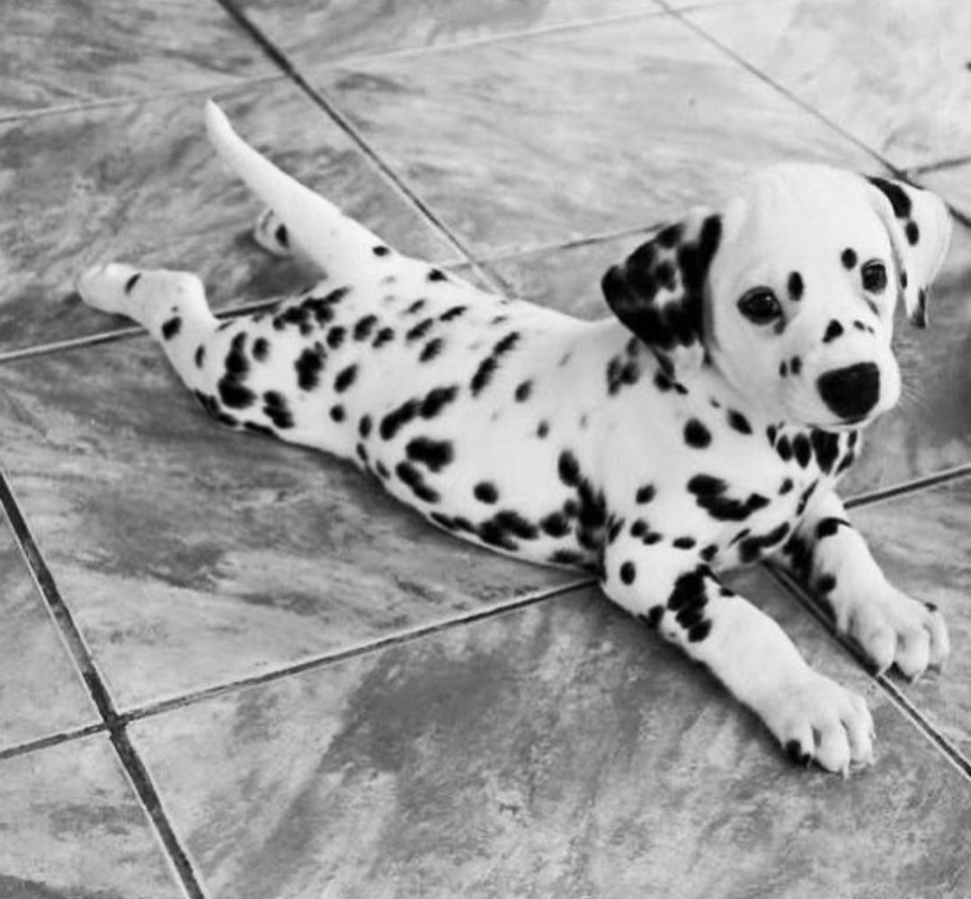 Далматин, щенок