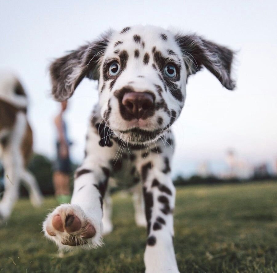 Собака далматинец