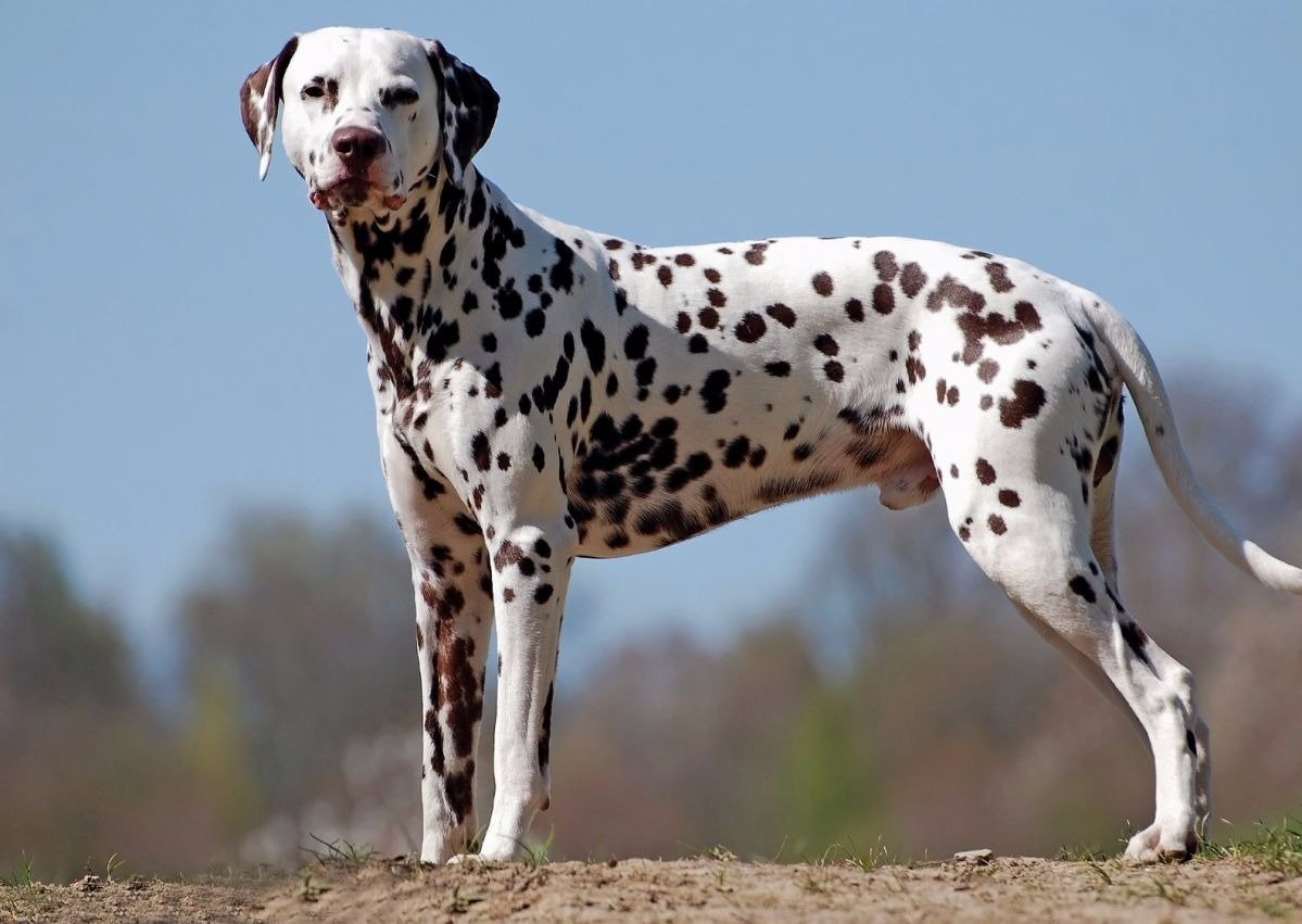 Королевский пятнистый Далматин