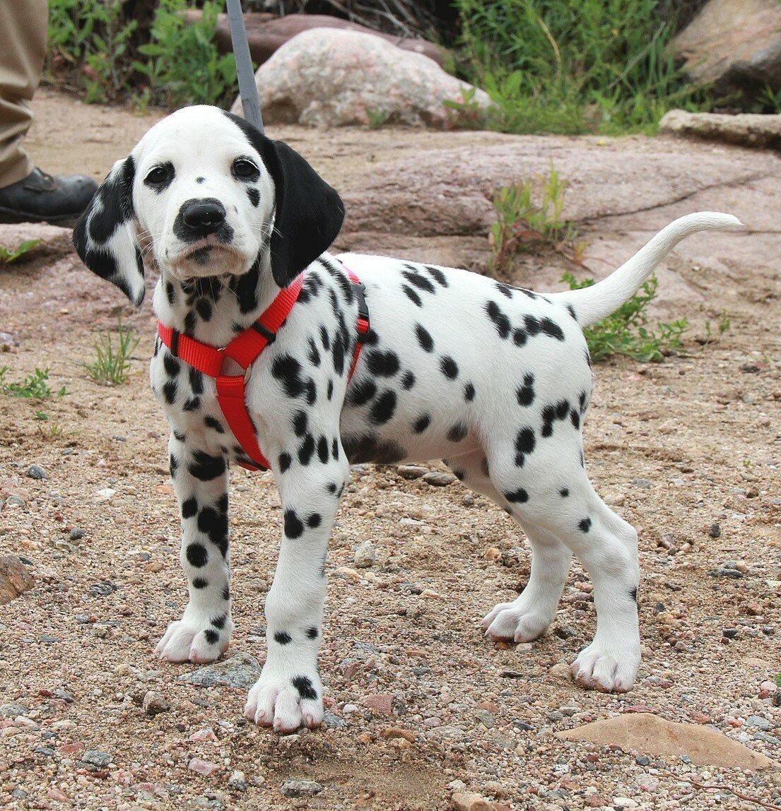 Порода собак Далматин