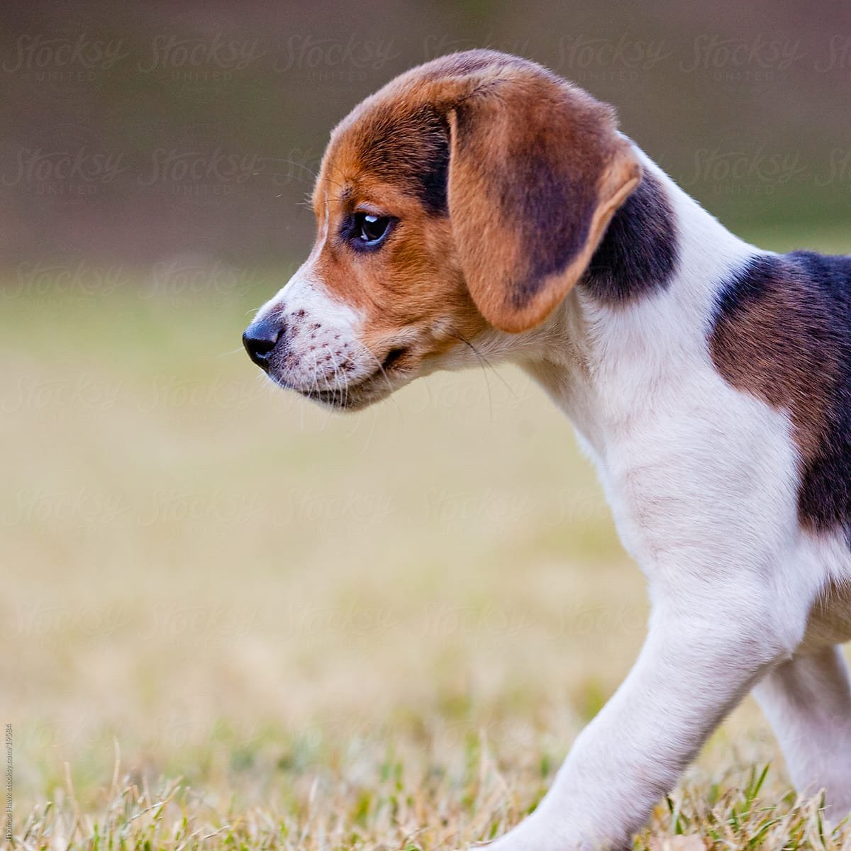 Порода Бигль