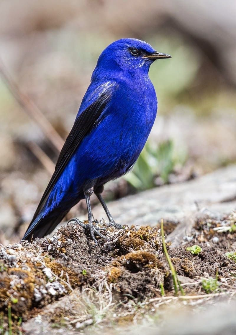 Сиалия Лазурная птица