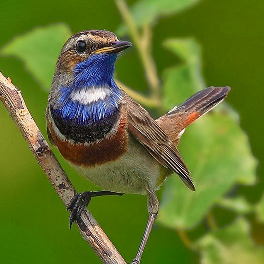 Соловей варакушка птицы