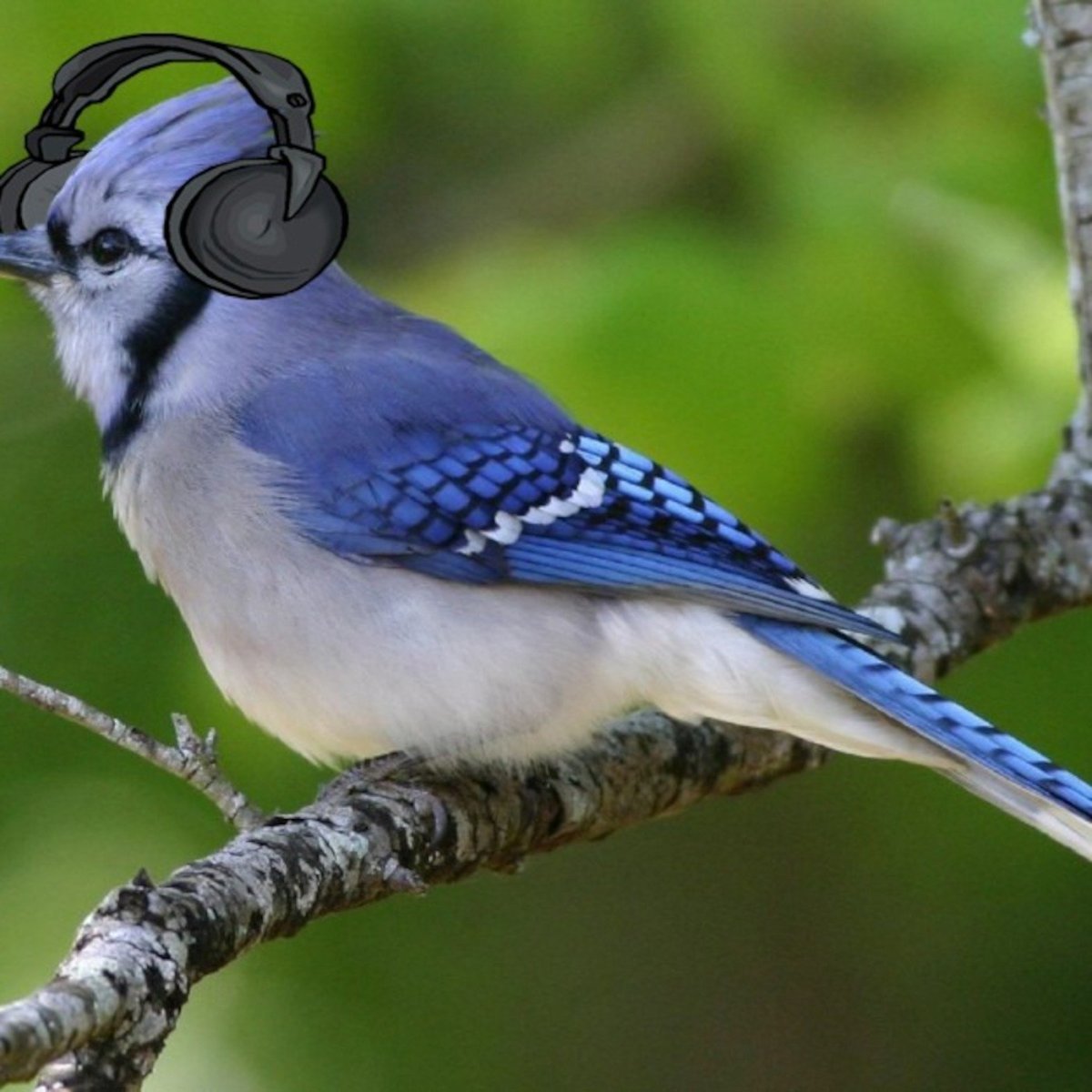 Синяя хохлатая птица