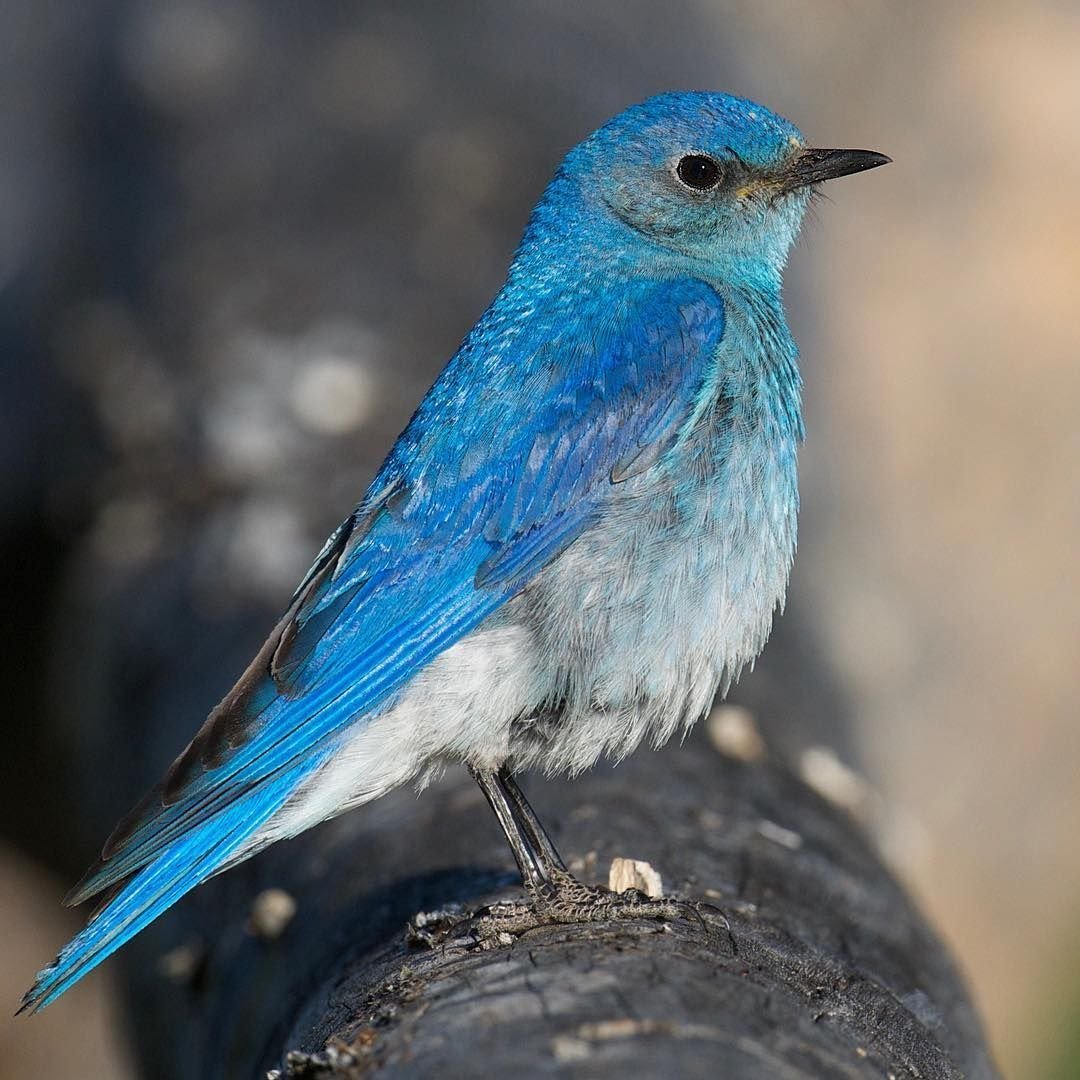 Голубая сиалия птица
