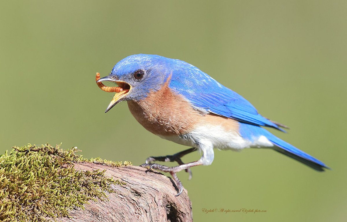 Голубая Горная сиалия