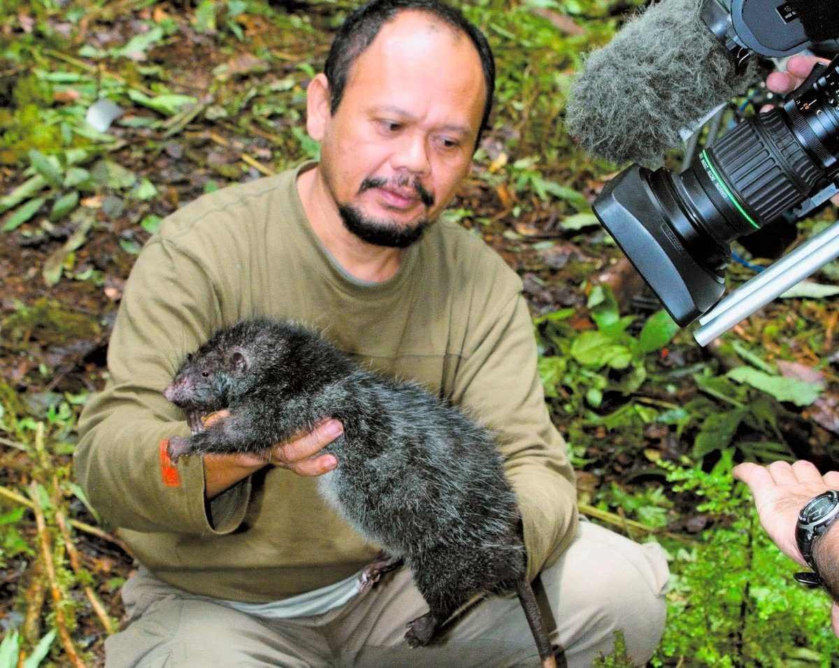 Шерстистая Босави