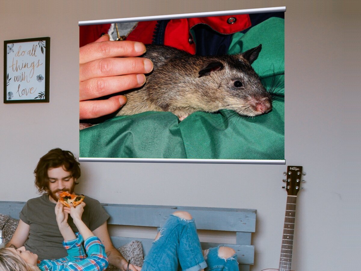 Крыса на холсте