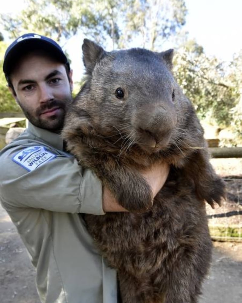 Медведев вомбат