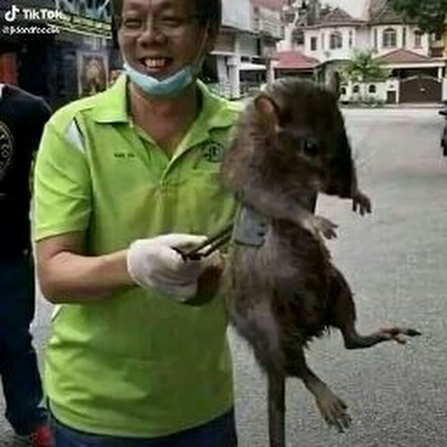 Гигантская крыса