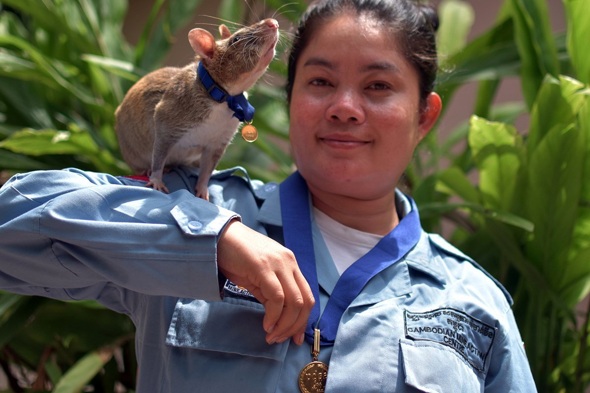 Африканская крыса МАГАВА