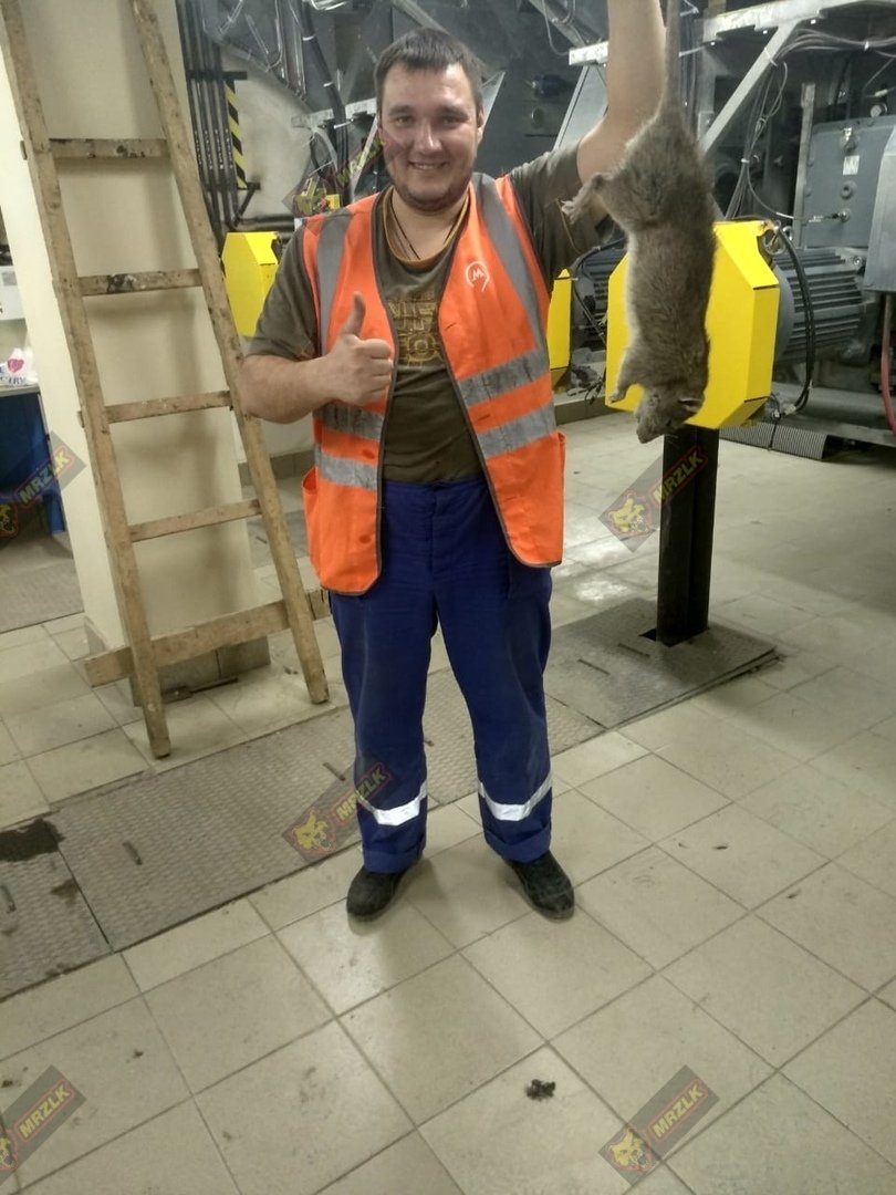 Гигантские крысы в метро Москвы