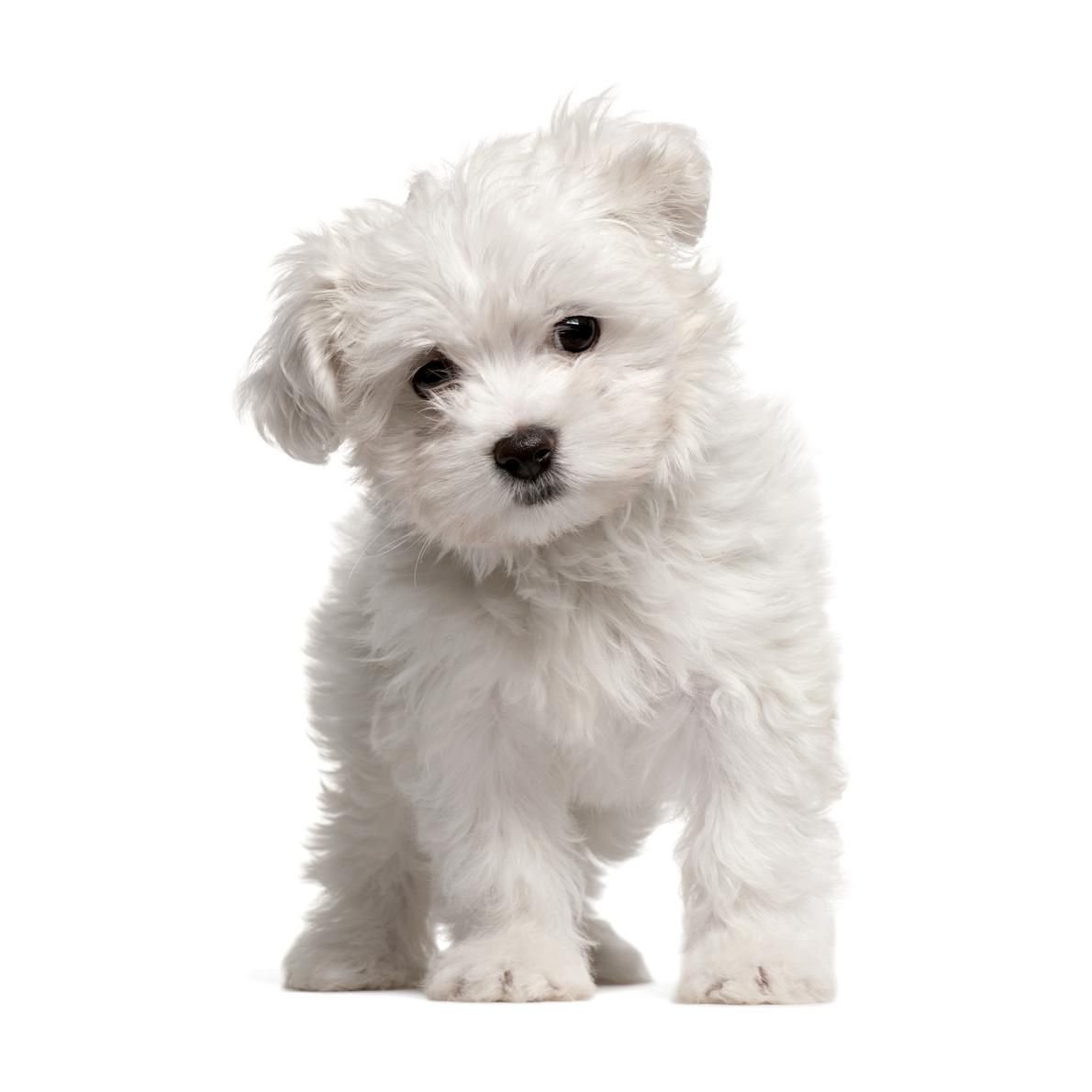 Болонка Мальтийская болонка