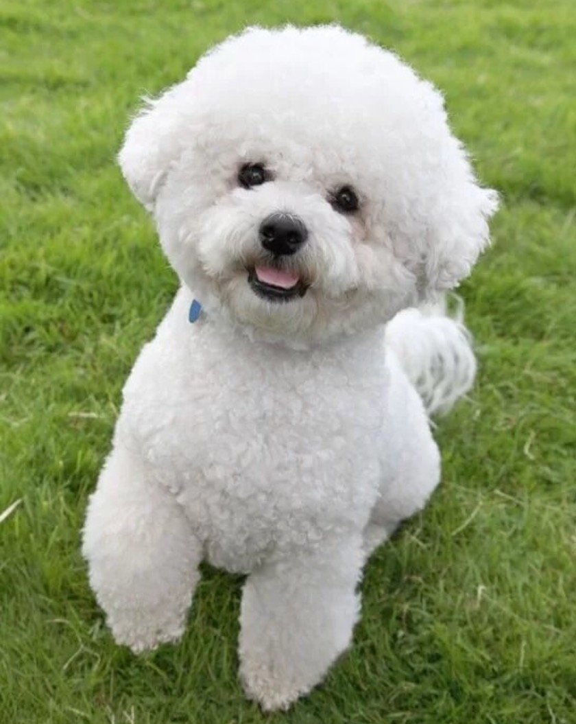 Бишон фризе