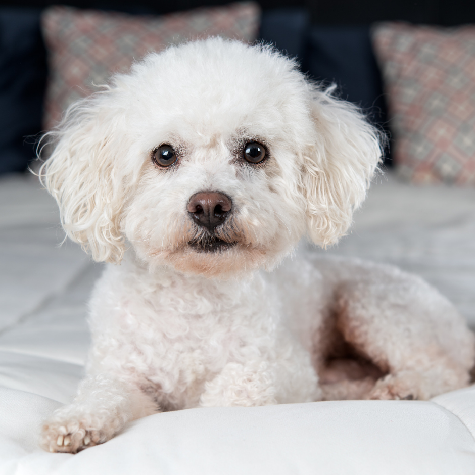 Бишон фризе