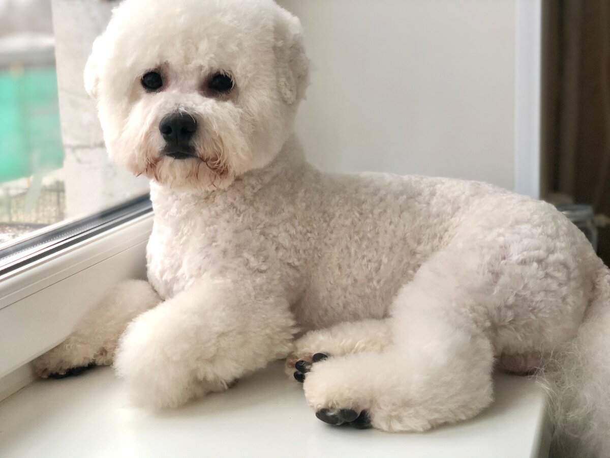 Бишон фризе щенок