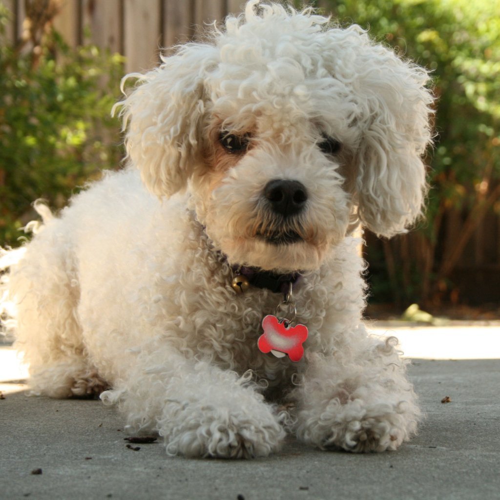 Бишон фризе большой