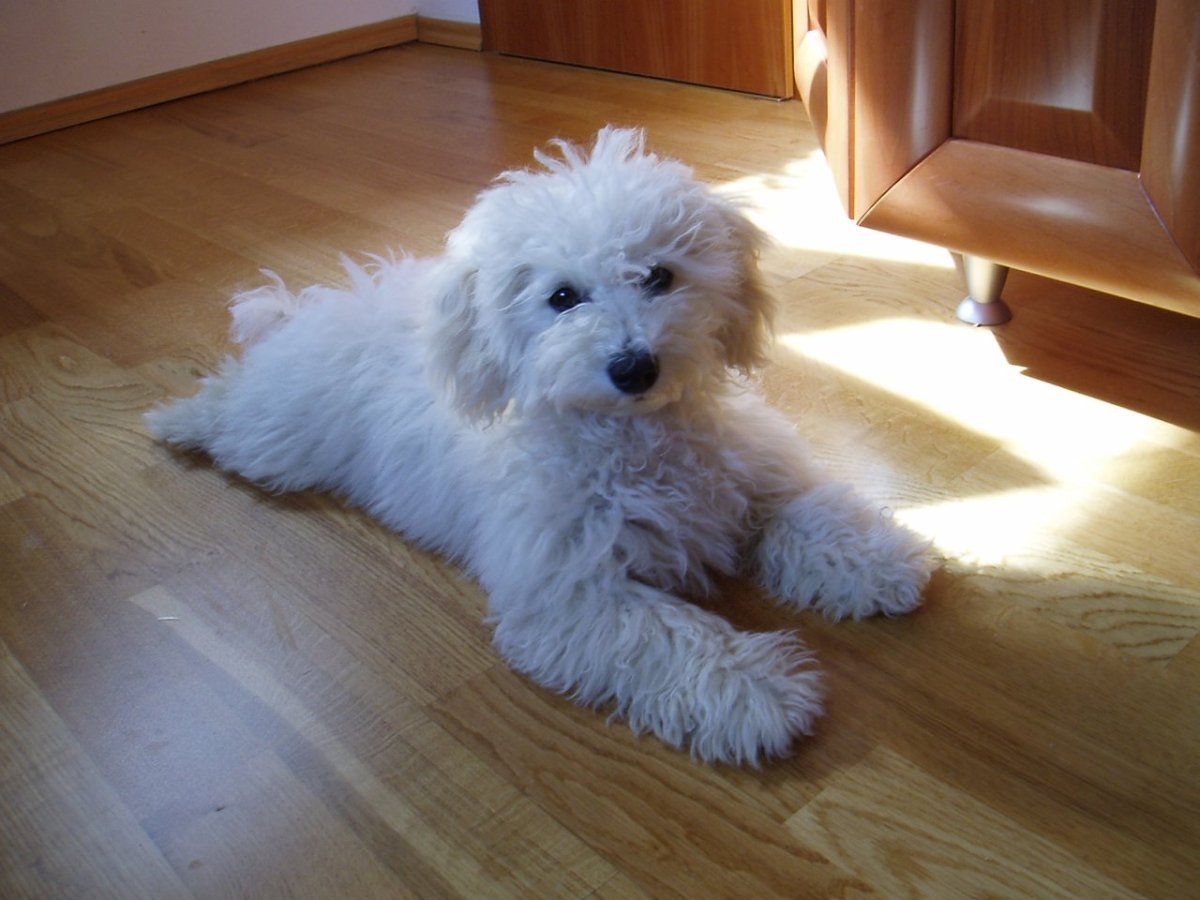 Болонка кучерявая